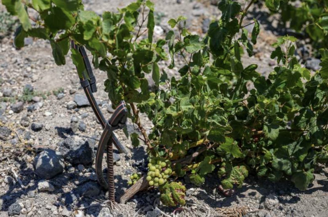 Pruning shears rest against a grapevine with a small cluster of green grapes on rocky ground in a vineyard setting.