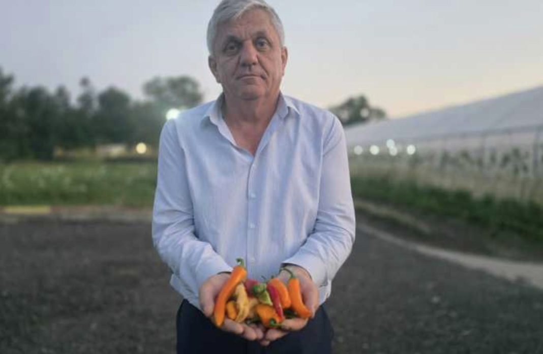 Older man in a light blue shirt presenting a handful of colorful bell peppers outdoors, likely in a farm or garden at dusk/uniform lighting.