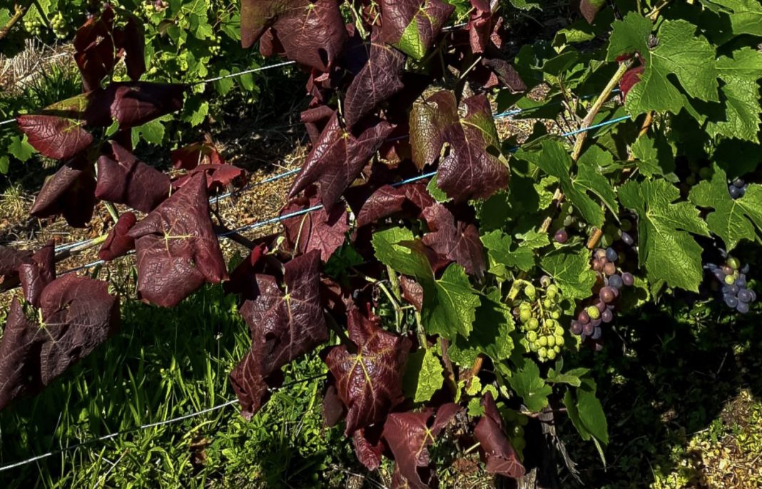 Grape vine with burgundy leaves and clusters of green and purple grapes along a trellis in bright sun