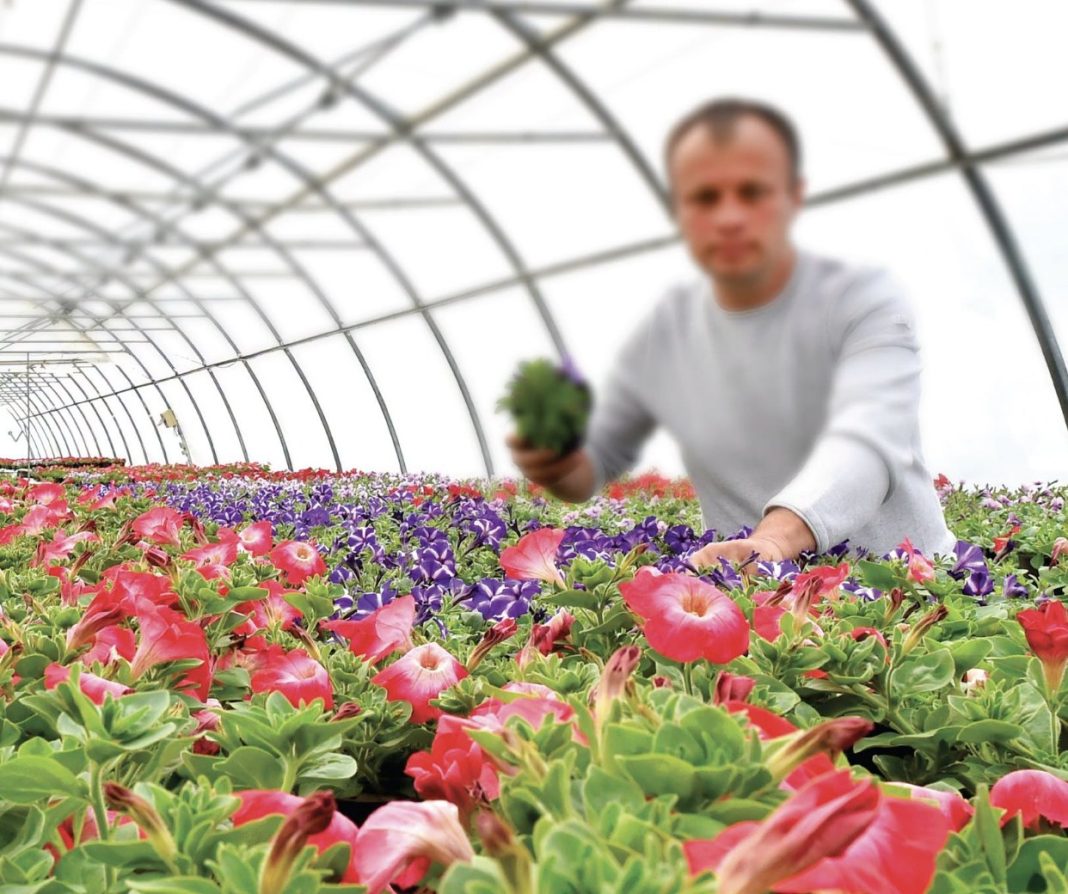 Man tending flowers in a greenhouse, reaching toward the camera with a small potted plant among rows of pink and purple blooms.