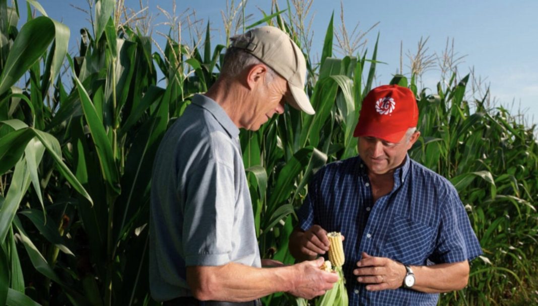 Two men inspecting corn ears in a sunlit cornfield, surrounded by tall green stalks.