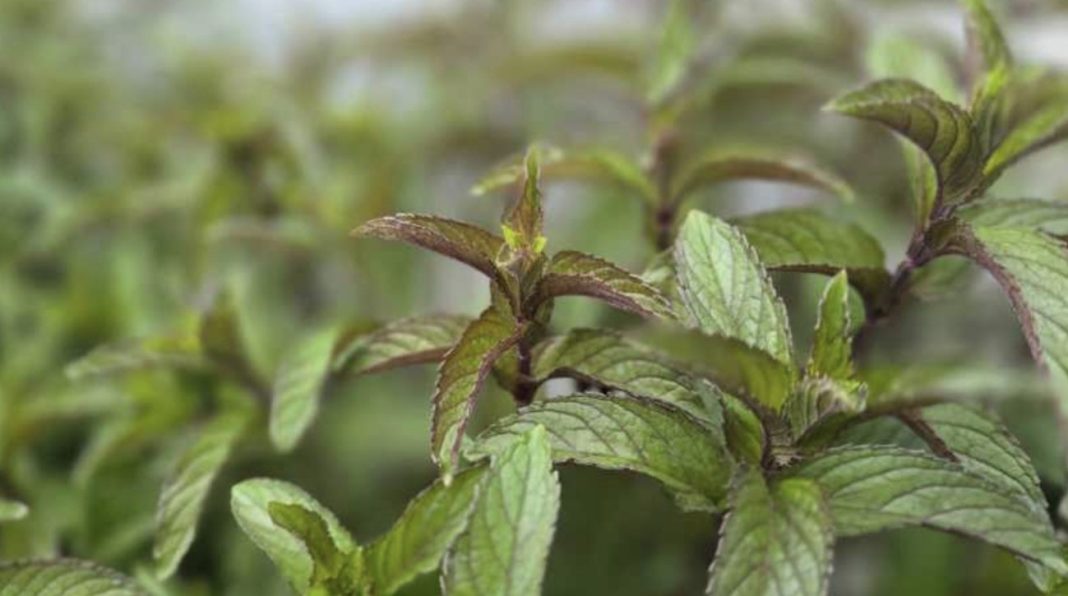 Close-up of fresh mint leaves with textured green surfaces and purple-tinged stems