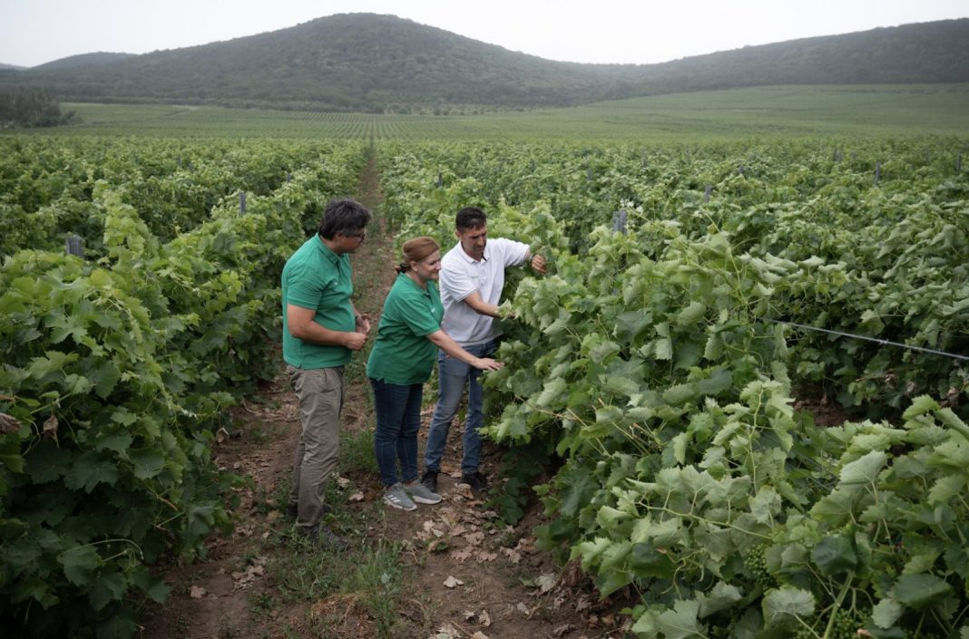 Group of four people in green shirts inspecting grapevines in a lush vineyard with hills in the distance