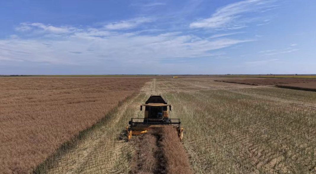 Combine harvester working the field along a dirt track, with golden and green crops under a blue sky in a flat rural landscape.
