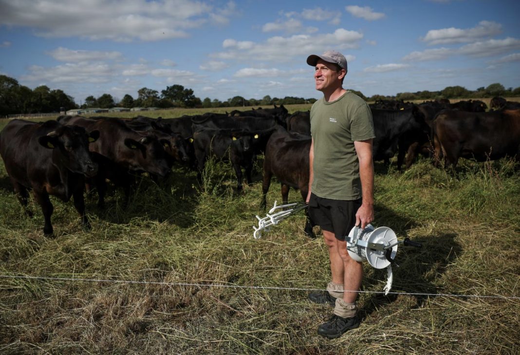 Farmer in a green shirt and cap stands beside a wire fence with a reel of fencing material, as black cows graze in a sunlit field behind him.