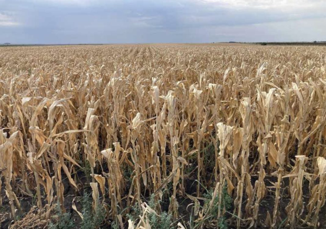 Dry, golden-brown cornfield stretches to the horizon under a cloudy sky, showing dried stalks ready for harvest.